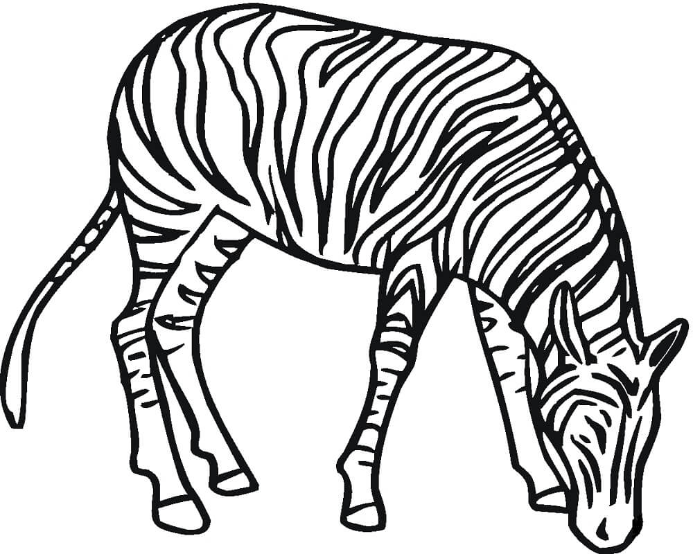 Desenhos de Zebra Normal para colorir