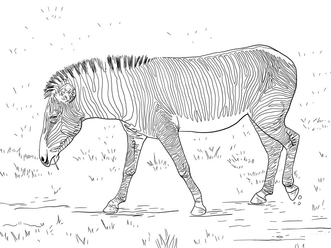 Desenhos de Zebra Selvagem 2 para colorir