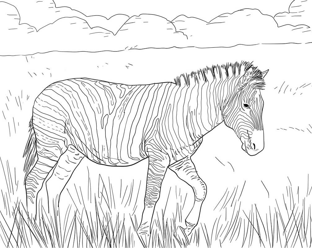 Desenhos de Zebra Selvagem 3 para colorir