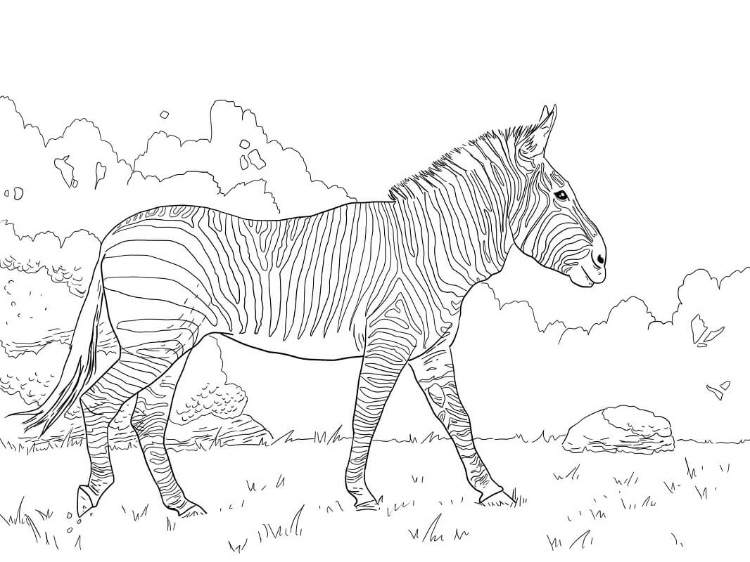 Desenhos de Zebra Selvagem 4 para colorir
