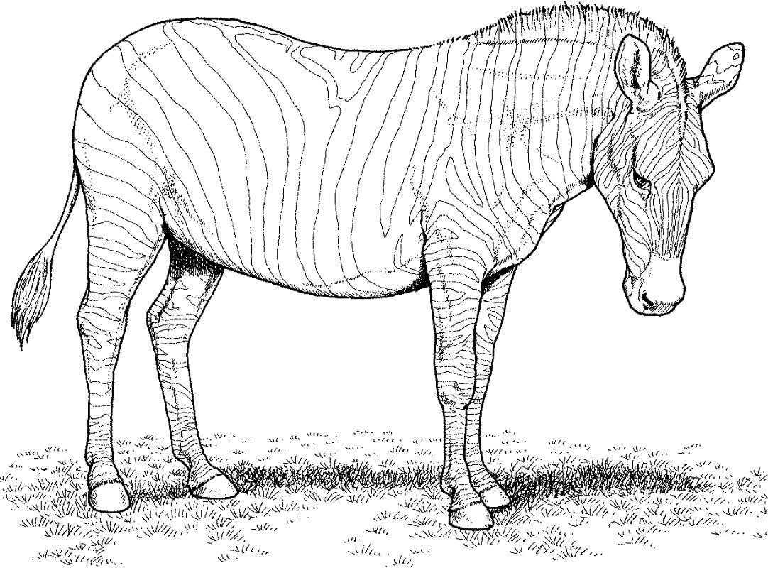 Desenhos de Zebra Selvagem 6 para colorir