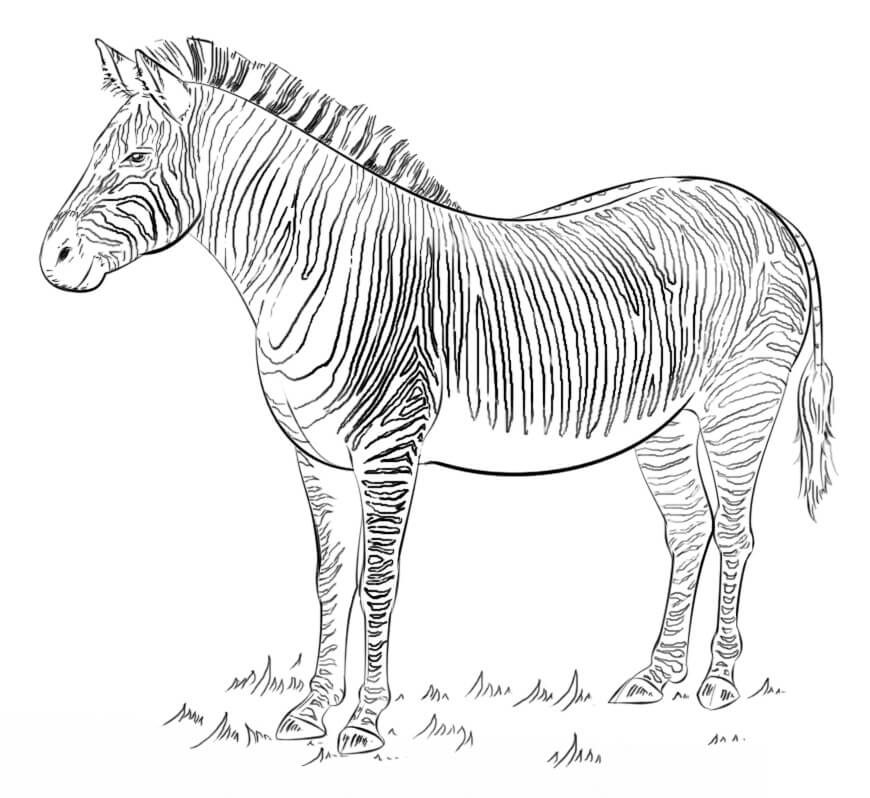 Desenhos de Zebra Selvagem para colorir
