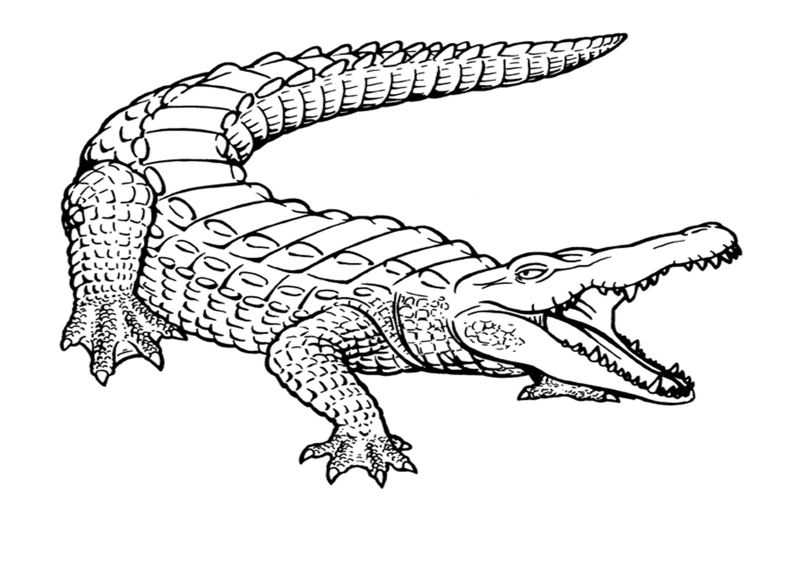 Desenhos de Crocodilo Básico para colorir