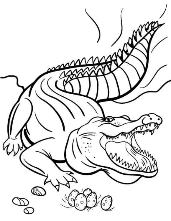 Desenhos de Crocodilo com Ovos para colorir