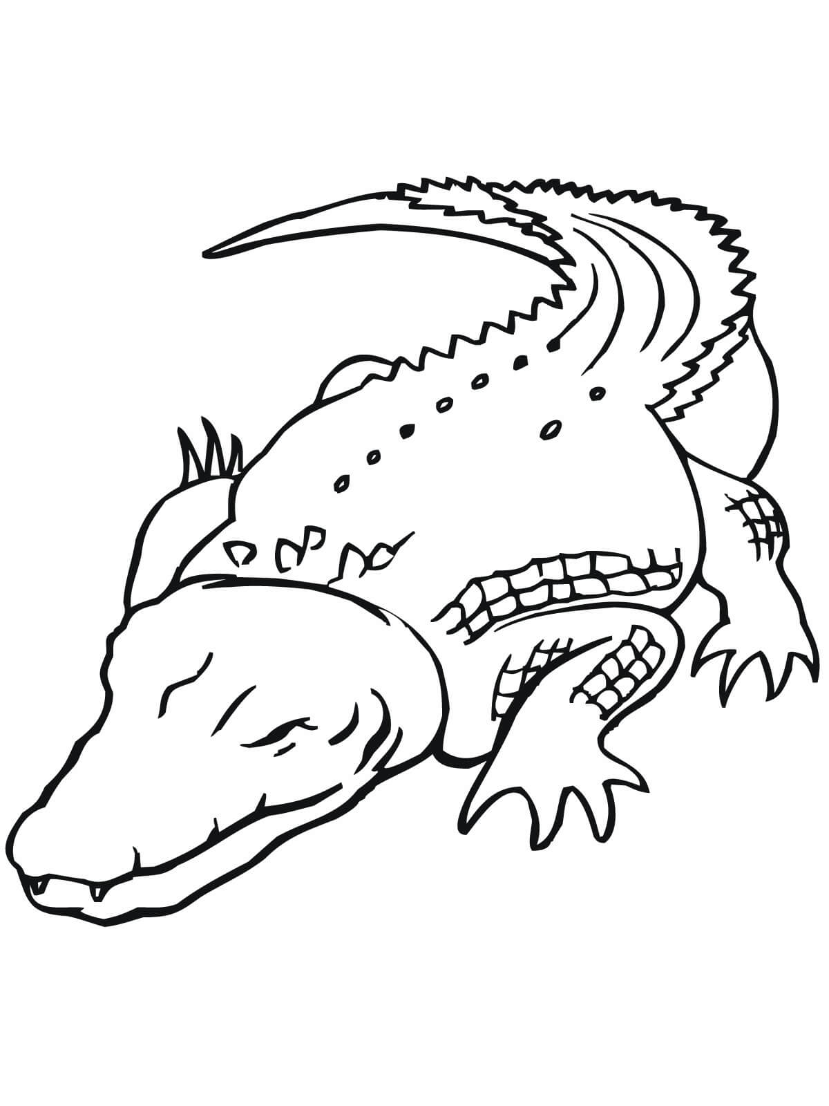 Desenhos de Crocodilo Dormindo para colorir