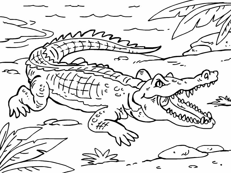 Desenhos de Crocodilo Simples para colorir