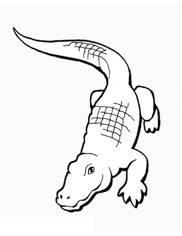 Desenhos de Desenho Básico de Crocodilo para colorir