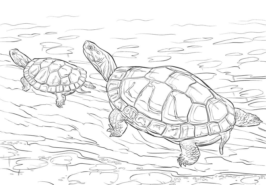 Desenhos de Duas Tartarugas Pintadas para colorir