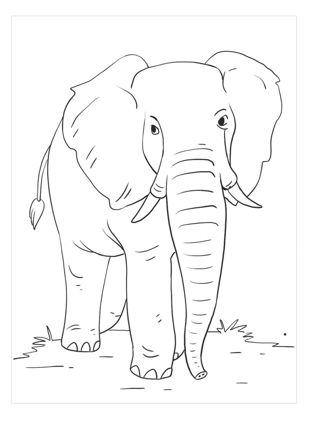 Desenhos de Elefante Africano Básico para colorir