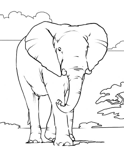 Elefante Africano para colorir