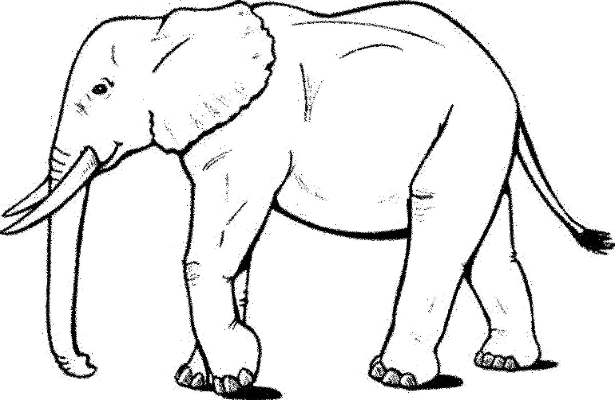 Desenhos de Elefante Andando para colorir
