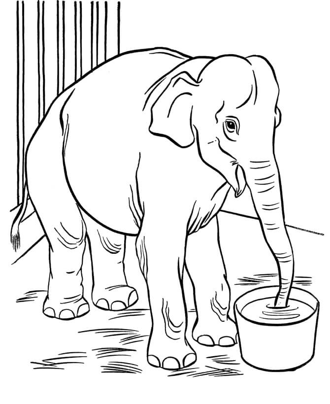 Elefante e Pote de Água para colorir