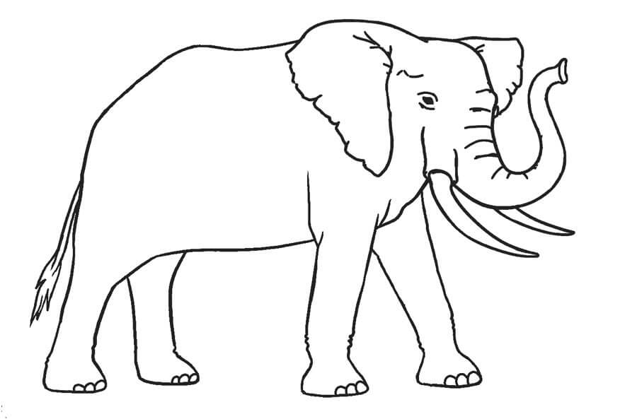 Desenhos de Grande Elefante para colorir