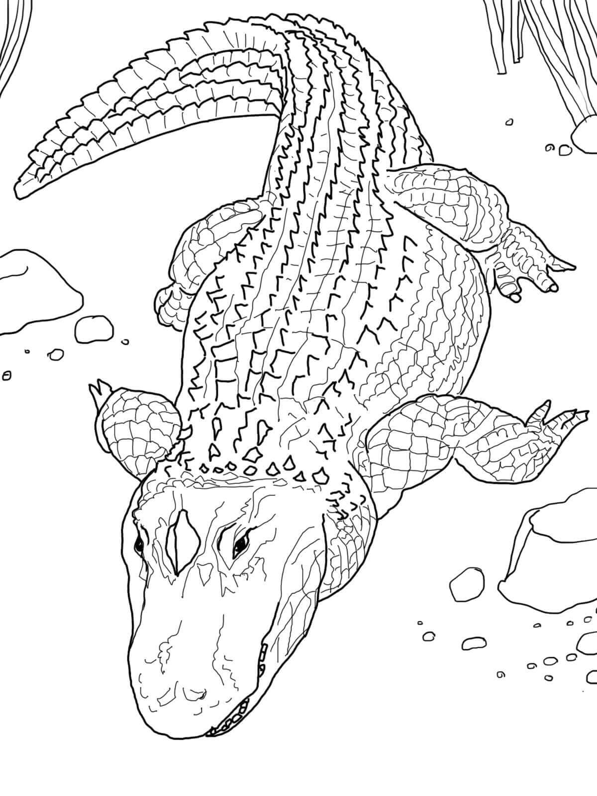 Desenhos de Imagens Grátis de Crocodilo para colorir