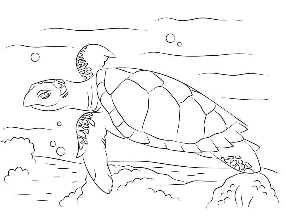 Desenhos de Tartaruga-de-pente Fofa para colorir