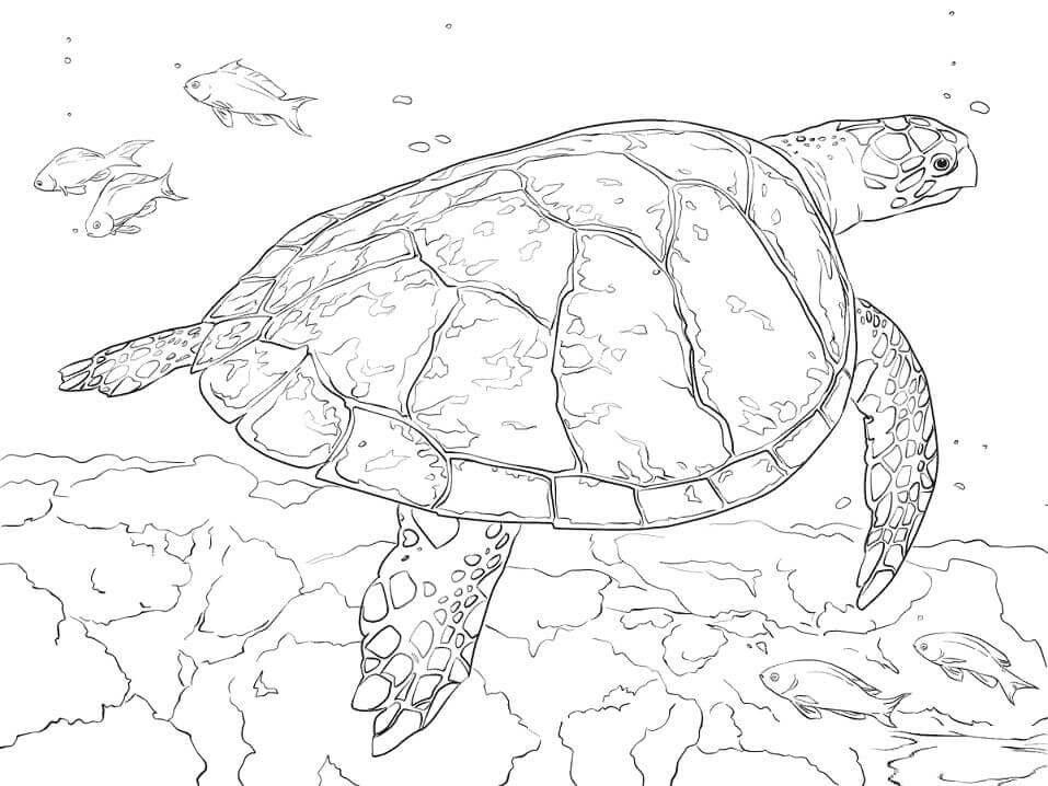 Desenhos de Tartaruga-de-Pente para colorir