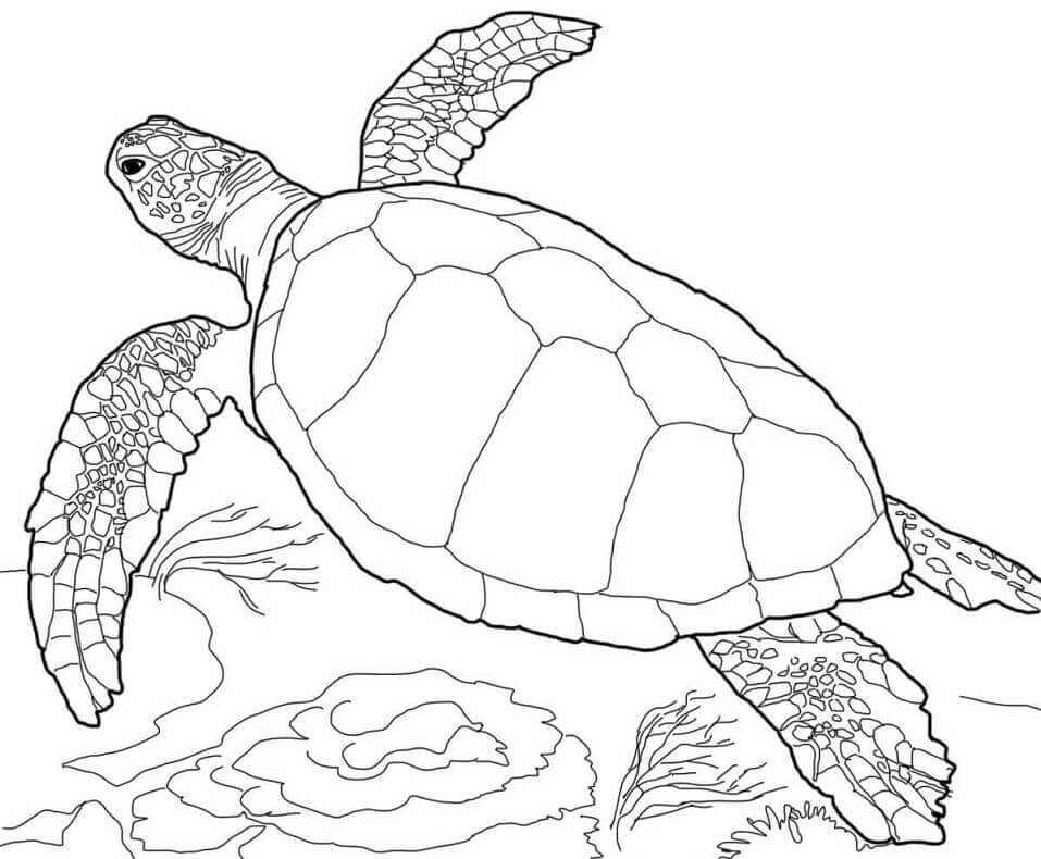 Desenhos de Tartaruga Estúpida para colorir