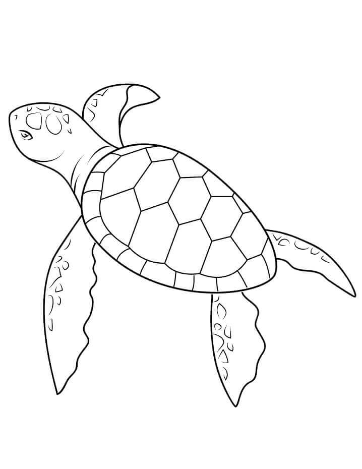 Tartaruga Marinha Bebê para colorir