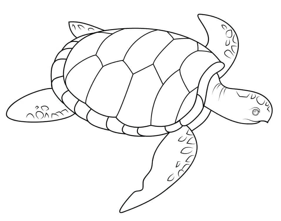 Desenhos de Tartaruga Marinha para colorir