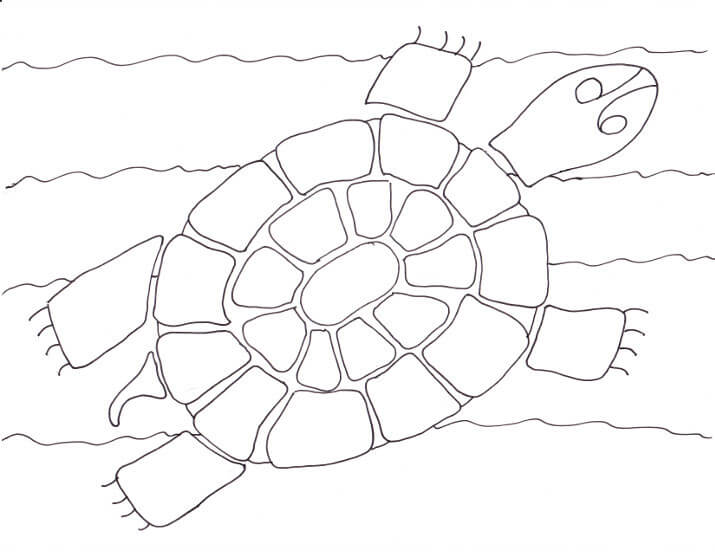Desenhos de Tartaruga Nadadora para colorir