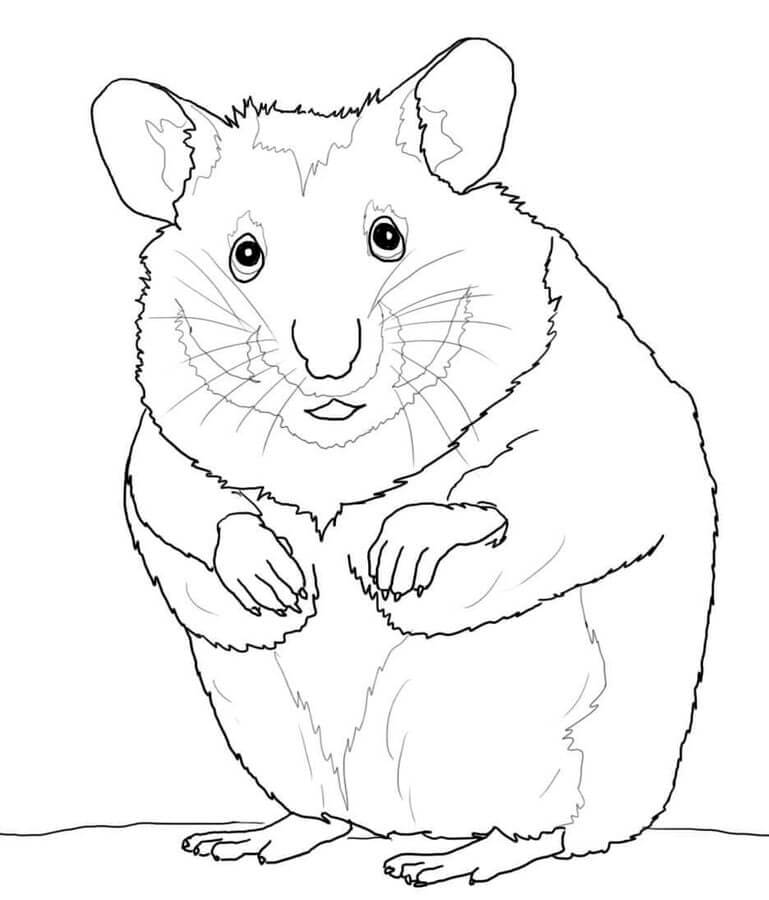 Ideia grátis para Hamsters para colorir