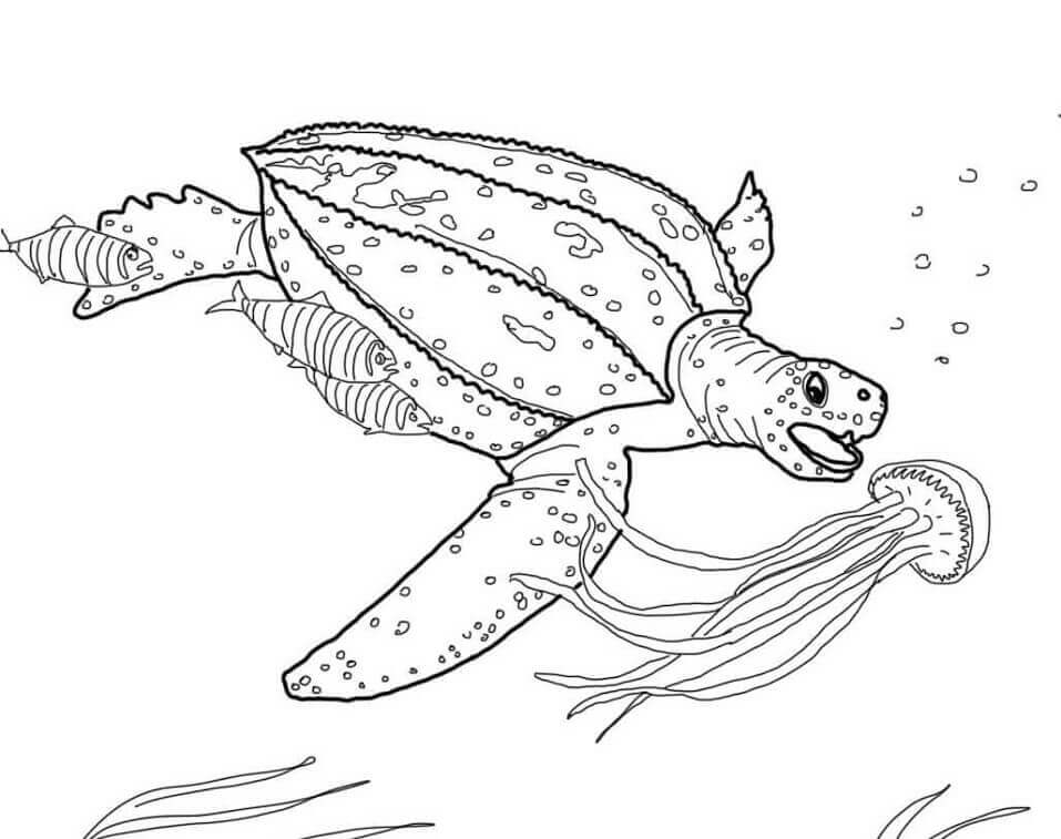 Tartaruga Marinha para colorir