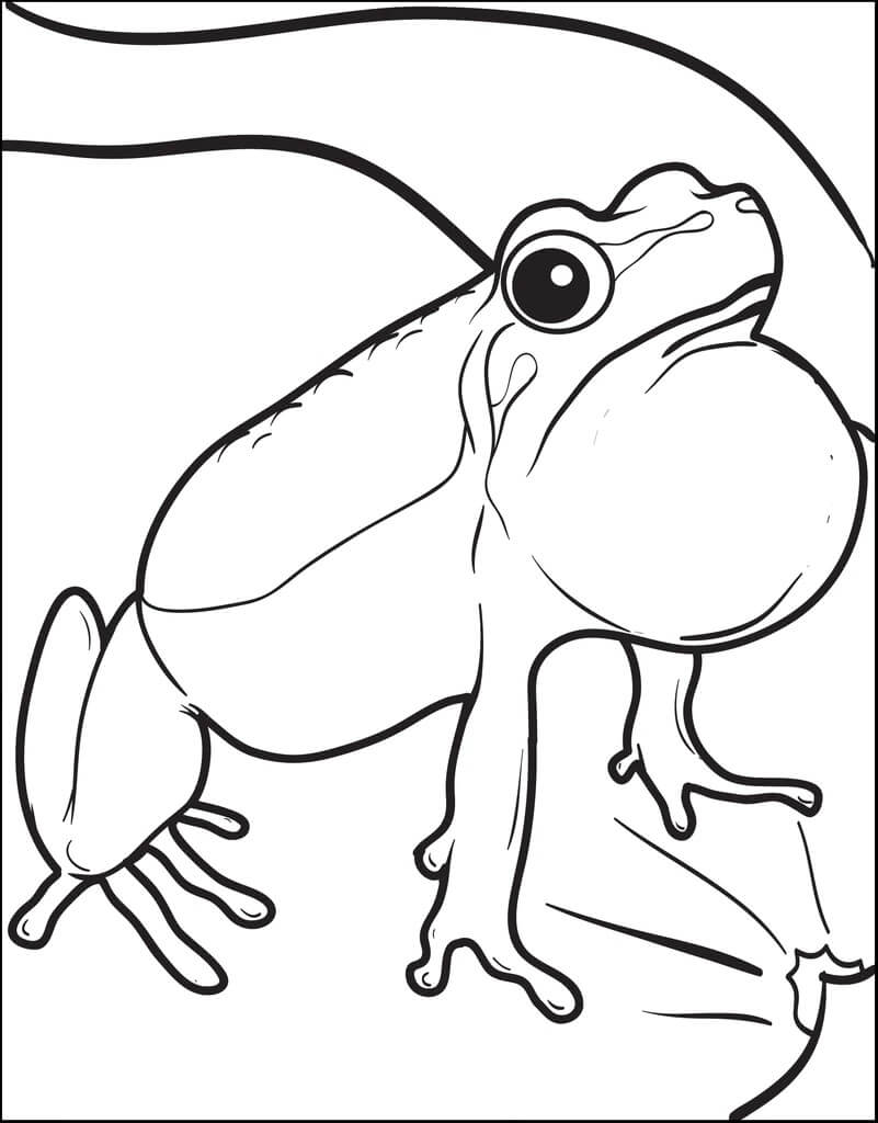 Desenhos de Adorable Frog para colorir