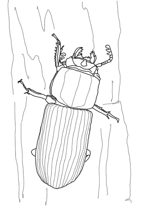 Besouros 1 para colorir
