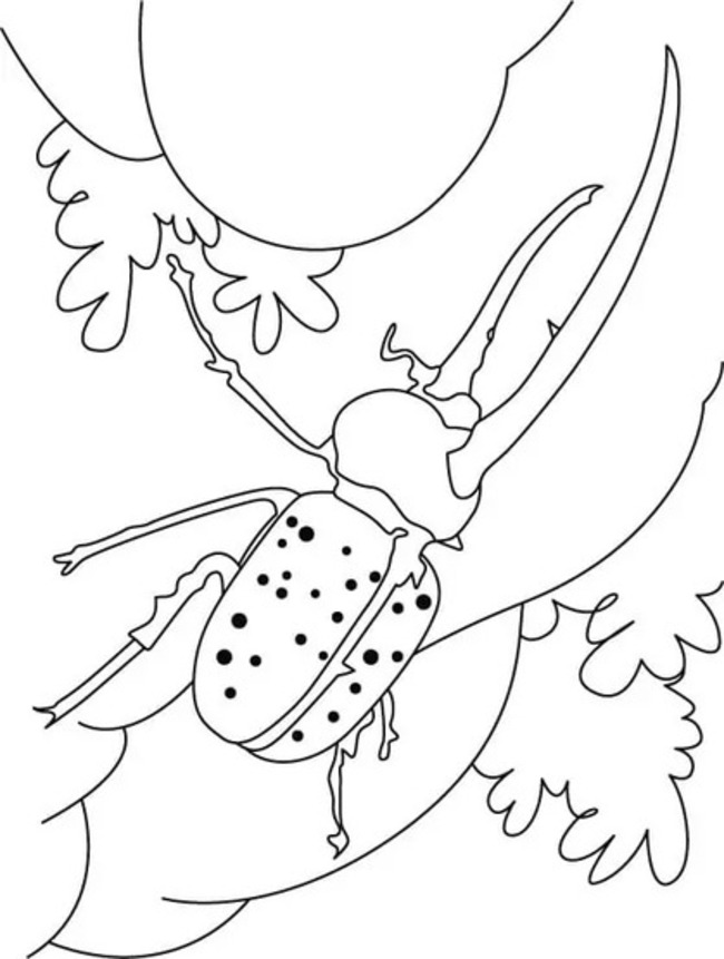 Besouros 3 para colorir