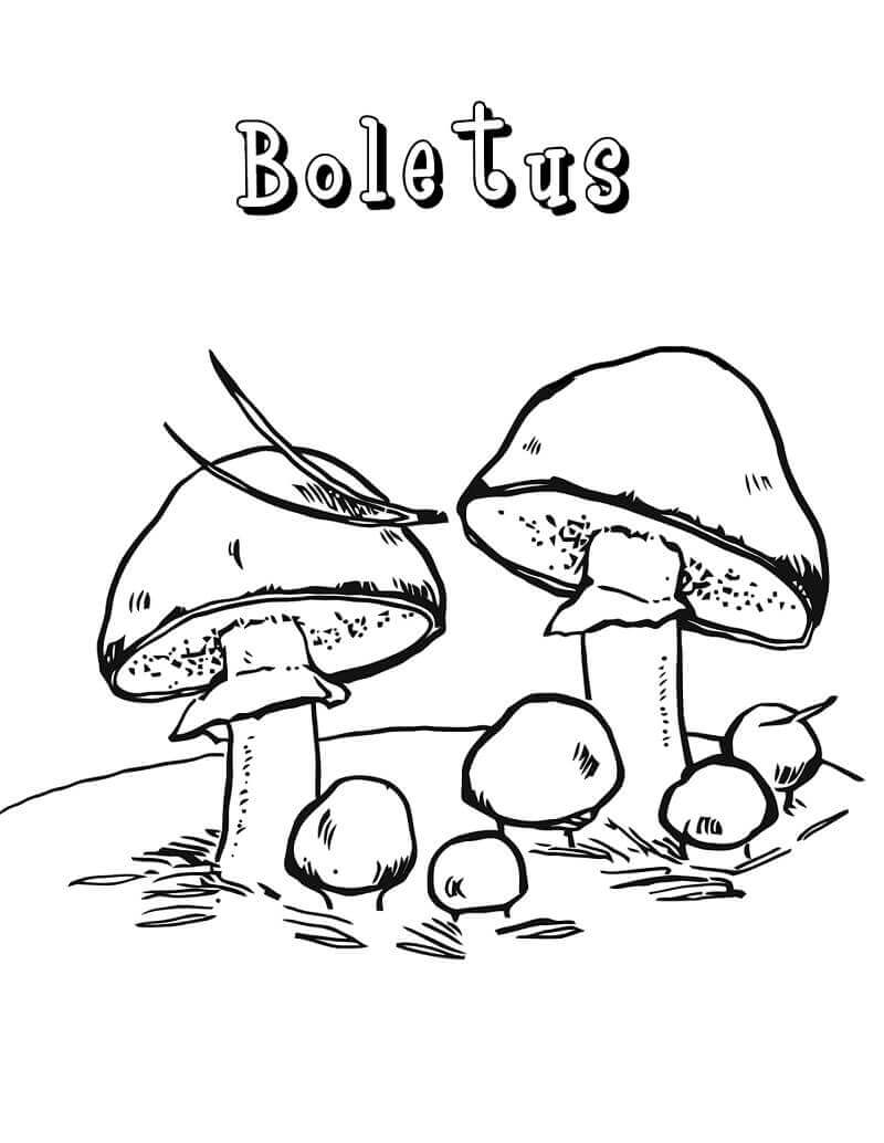 Desenhos de Cogumelos Boletus para colorir