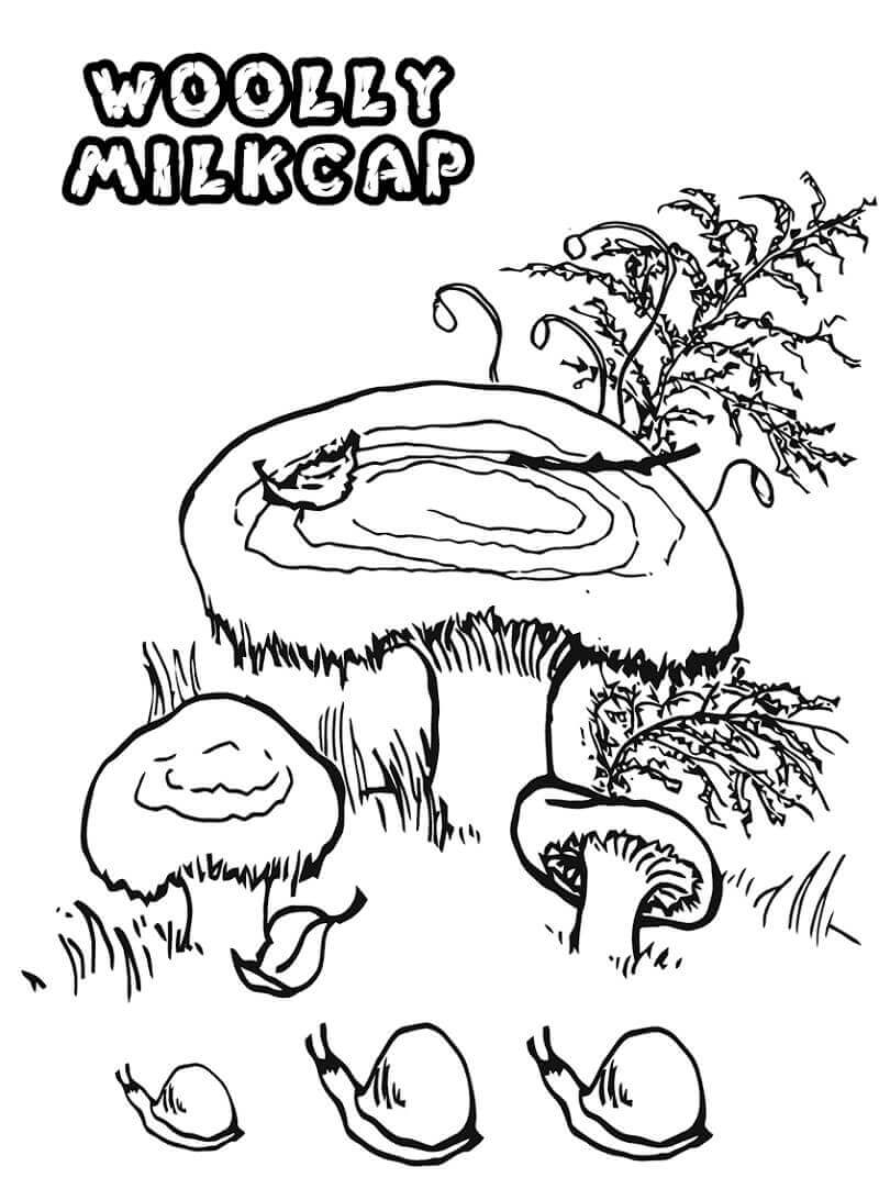 Desenhos de Cogumelos Woolly Milkcap para colorir