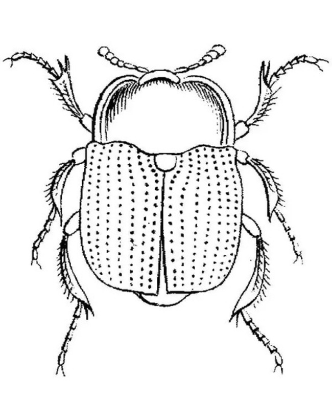 Desenhe Besouros para crianças para colorir