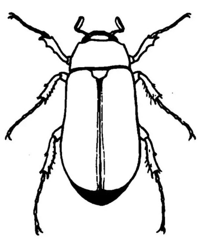 Desenhe besouros básicos para colorir