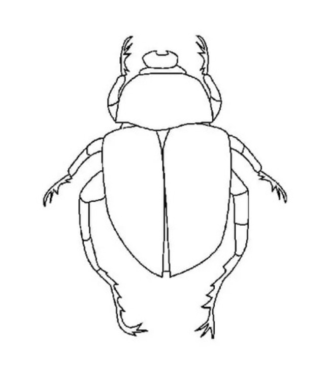 Desenhe besouros bonitos para colorir