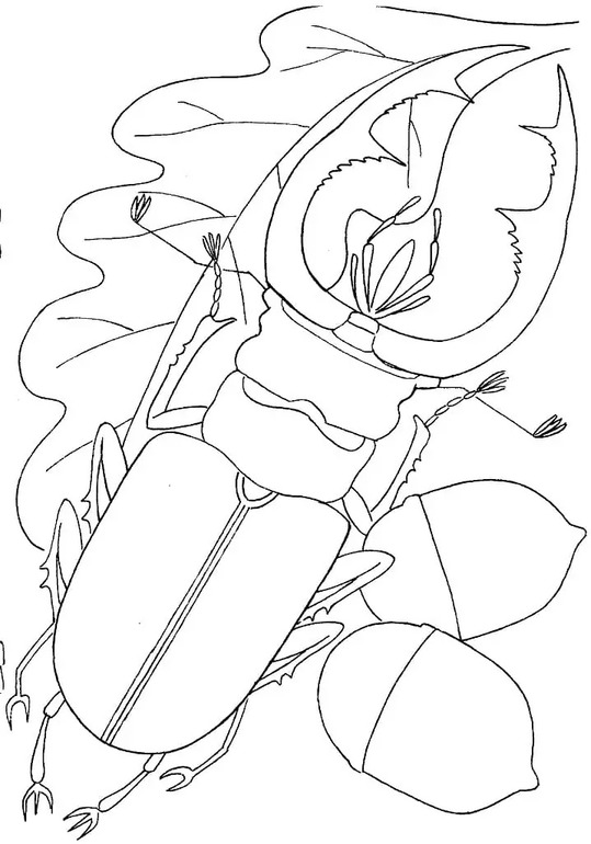 Desenhe besouros para imprimir para colorir