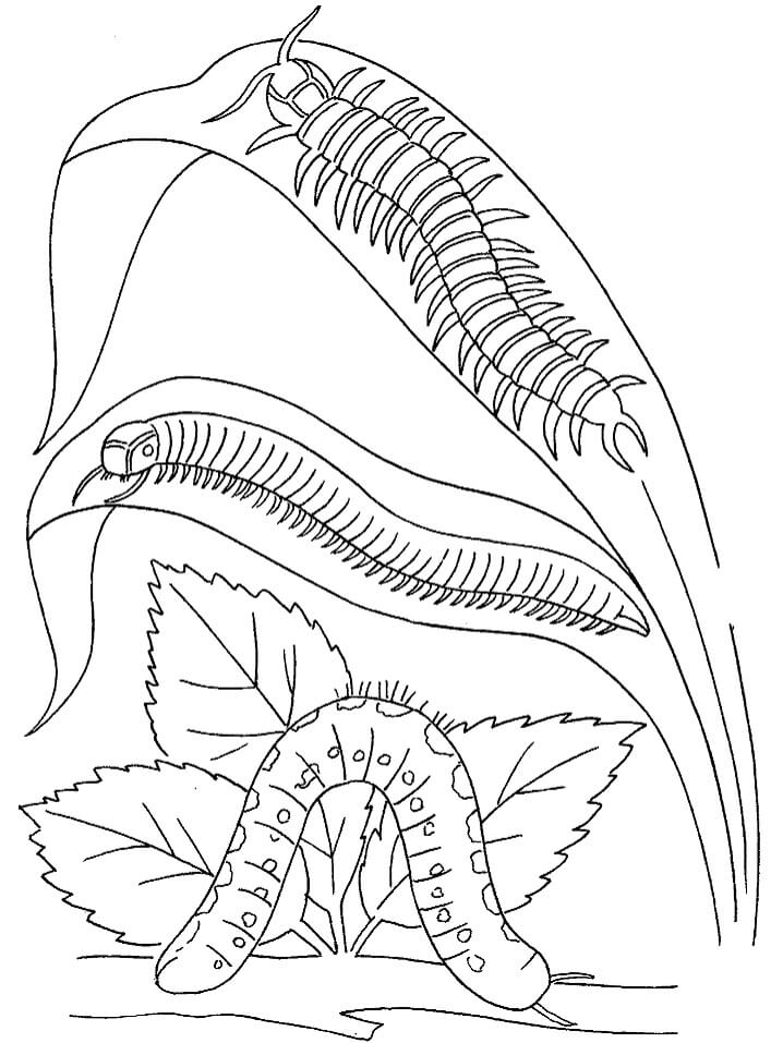 Desenhos de Lagarta E Centopéias para colorir