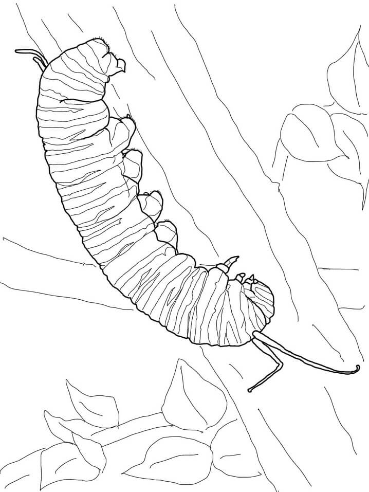 Desenhos de Lagarta Monarca para colorir