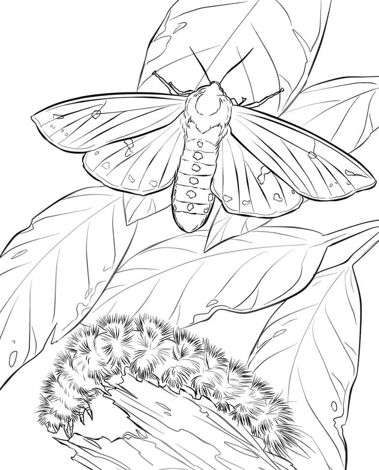 Desenhos de Woolly Bear Moth e Caterpillar para colorir