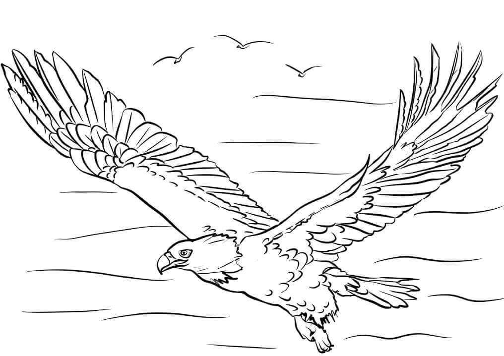 Desenhos de Águia Voando para colorir