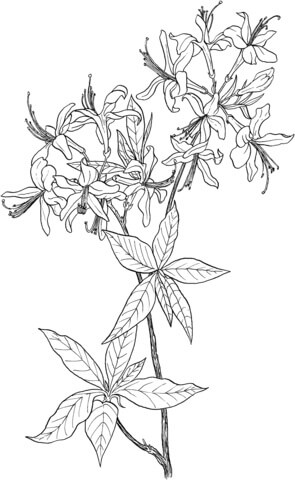 Azaléia Rododendro Flor Silvestre para colorir