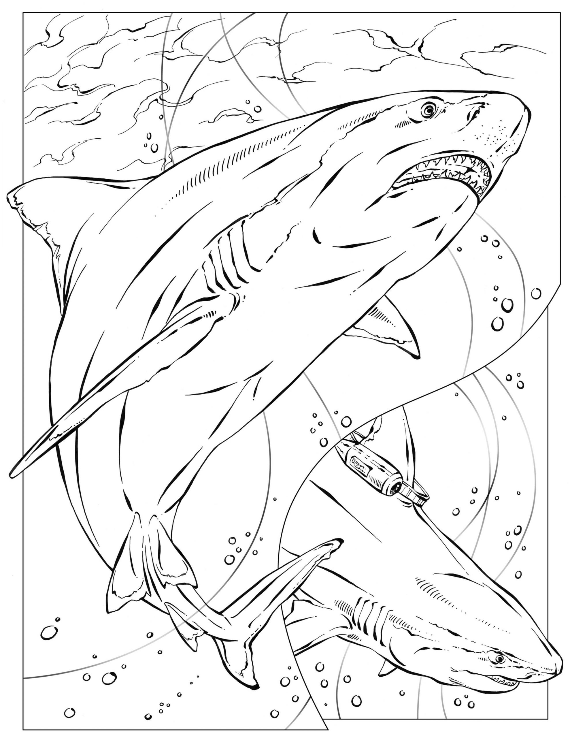 Desenhos de Dois Tubarões para colorir