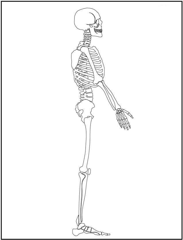 Esqueleto em Pé para colorir