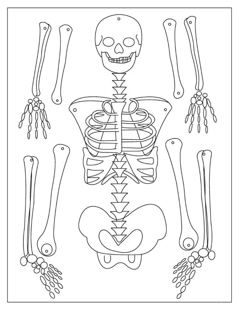 Desenhos de Esqueleto Perfeito para colorir