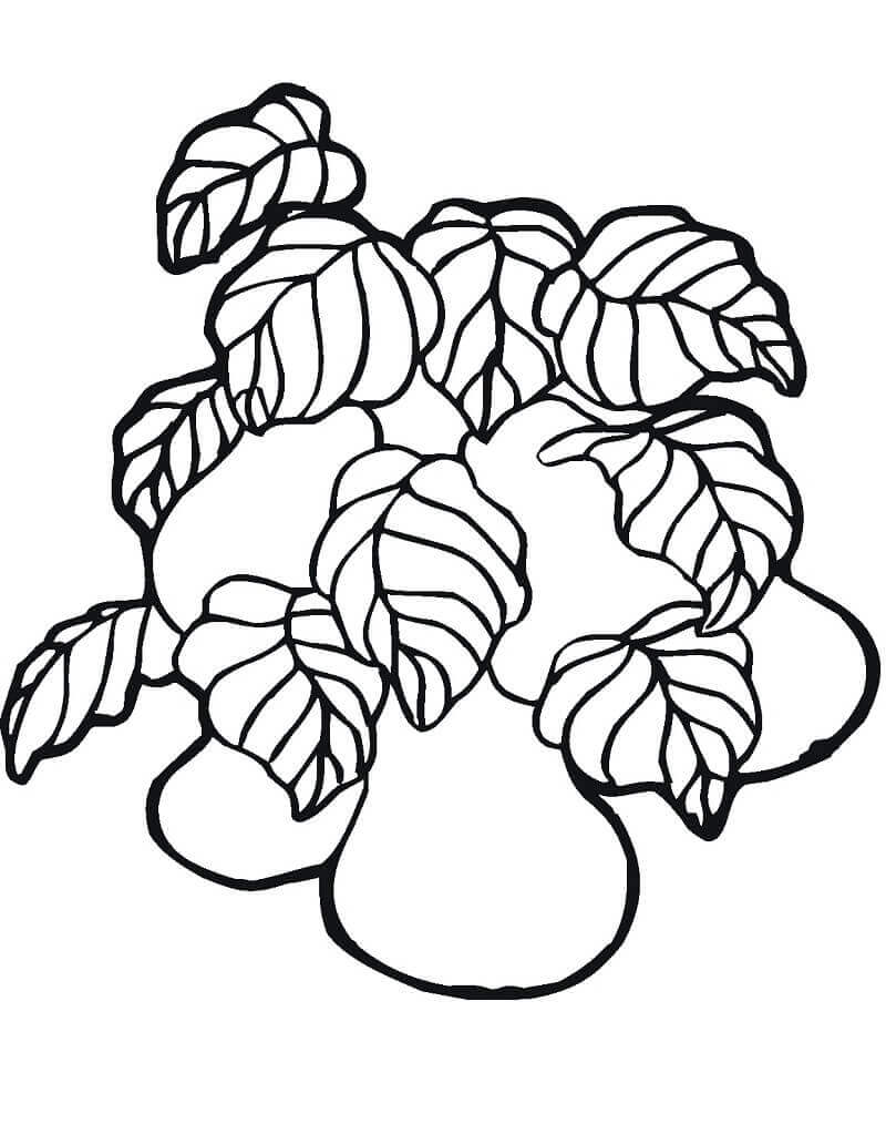 Desenhos de Frutas de Pêra para colorir