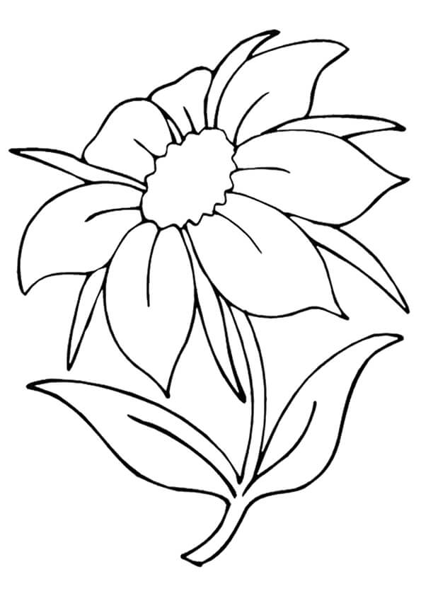 Jasmine Grandiflorum Absolute para colorir