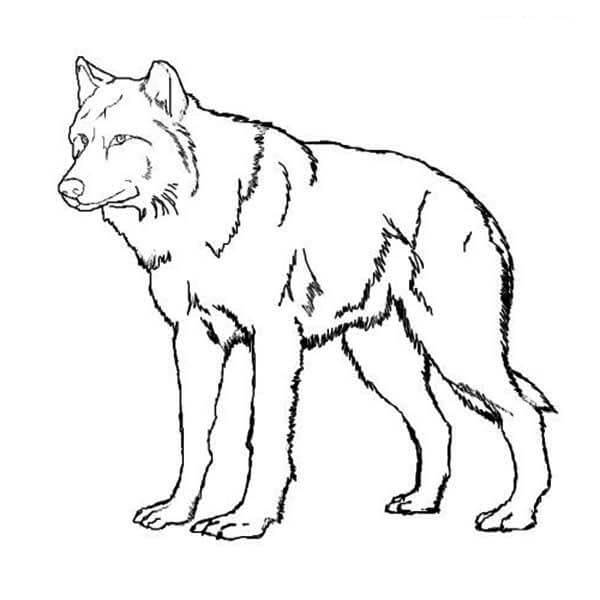 Desenhos de Lobo Imprimível para colorir