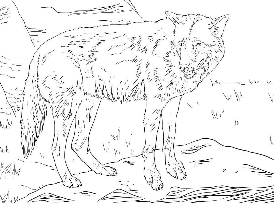 Desenhos de Lobo Leste para colorir