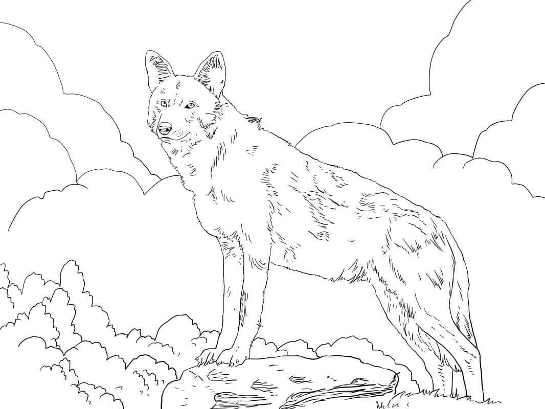 Lobo Vermelho Norte Americano para colorir