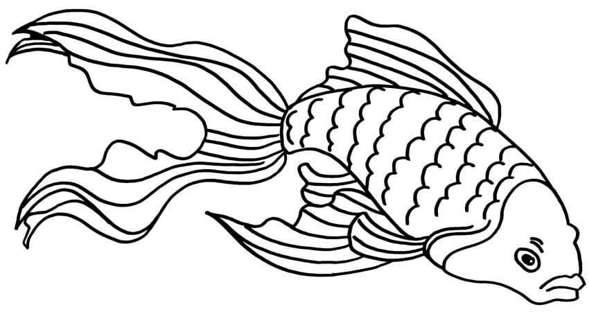 Peixe Dourado Furioso para colorir