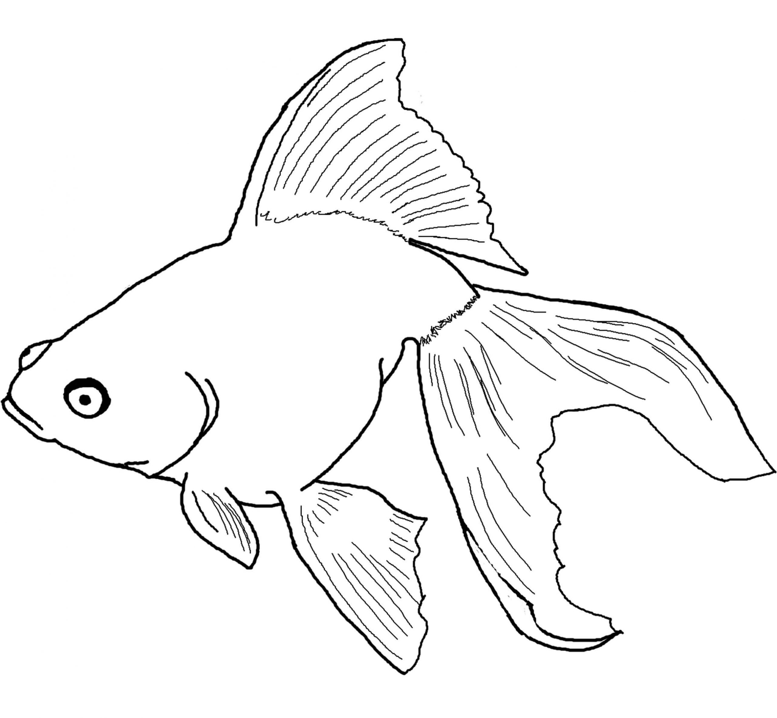 Desenhos de Peixe Maravilhoso para colorir
